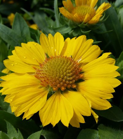 Blanket Flower Sunrita™ Golden Yellow